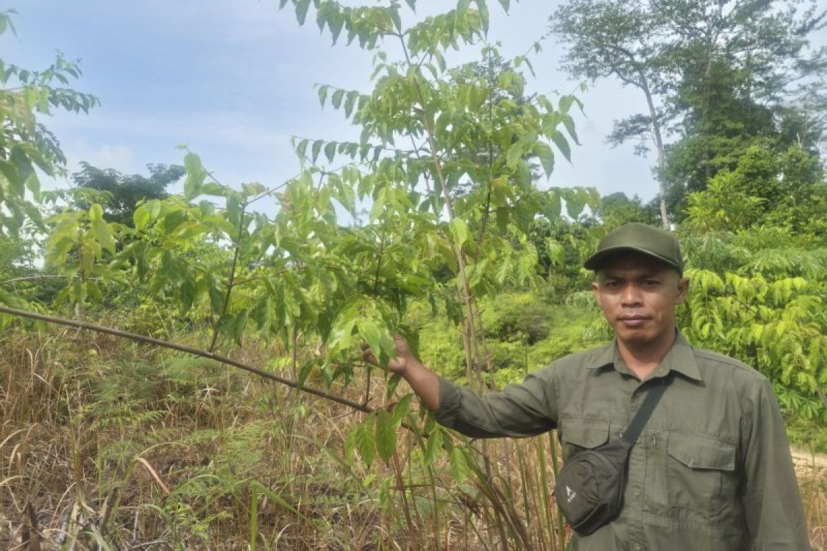 PT REKI kembangkan bisnis pemanfaatan kawasan dengan agroforestry