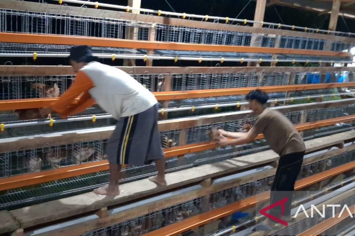 Aceh Tamiang kini berdiri kandang ayam petelur berkapasitas 25.000 ekor
