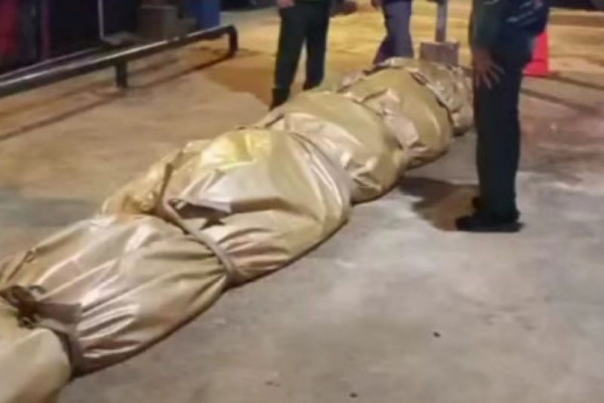 Bangkai buaya raksasa di Inhil dikirim ke Jakarta untuk diawetkan