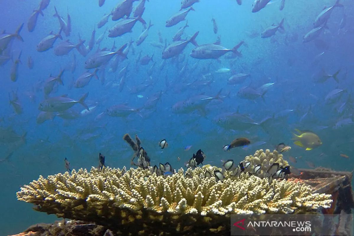 Indonesia perkuat kaliasi global soal aksi iklim berbasis laut