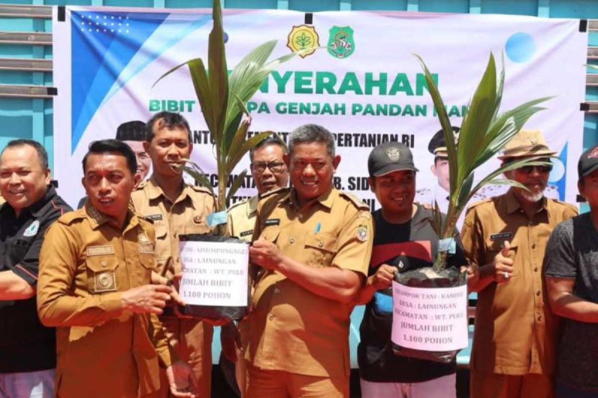 Pemkab Sidrap salurkan 11 ribu bibit kelapa genjah kepada petani