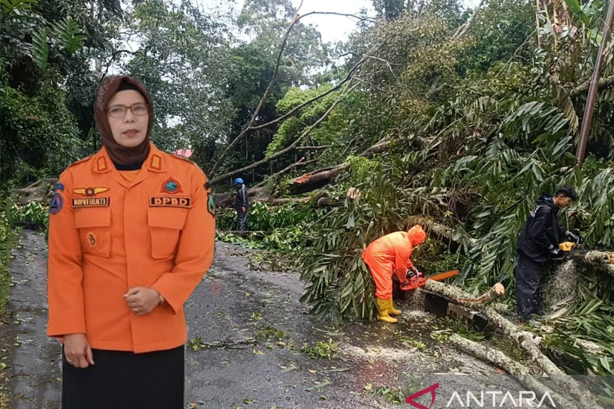 BPBD Padang Panjang tangani pohon tumbang akibat hujan dan angin kencang
