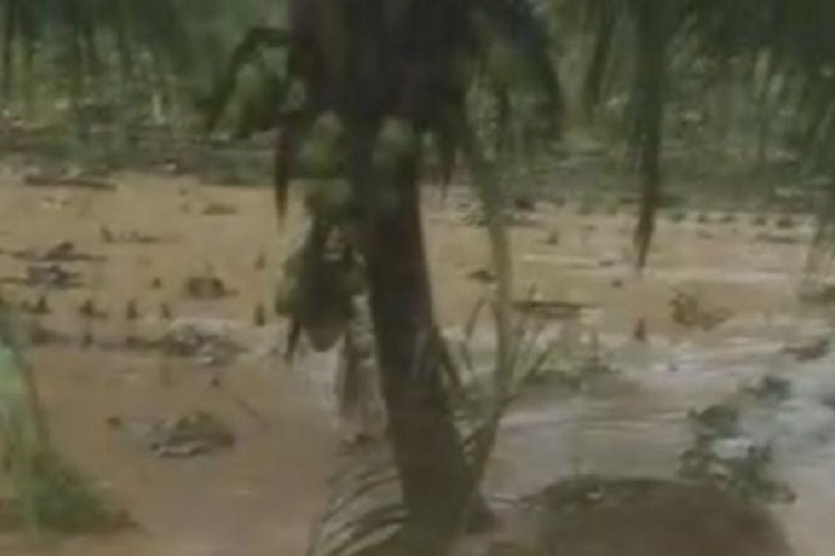 31,18 hektare lahan pertanian terendam tanah longsor dan banjir di Agam