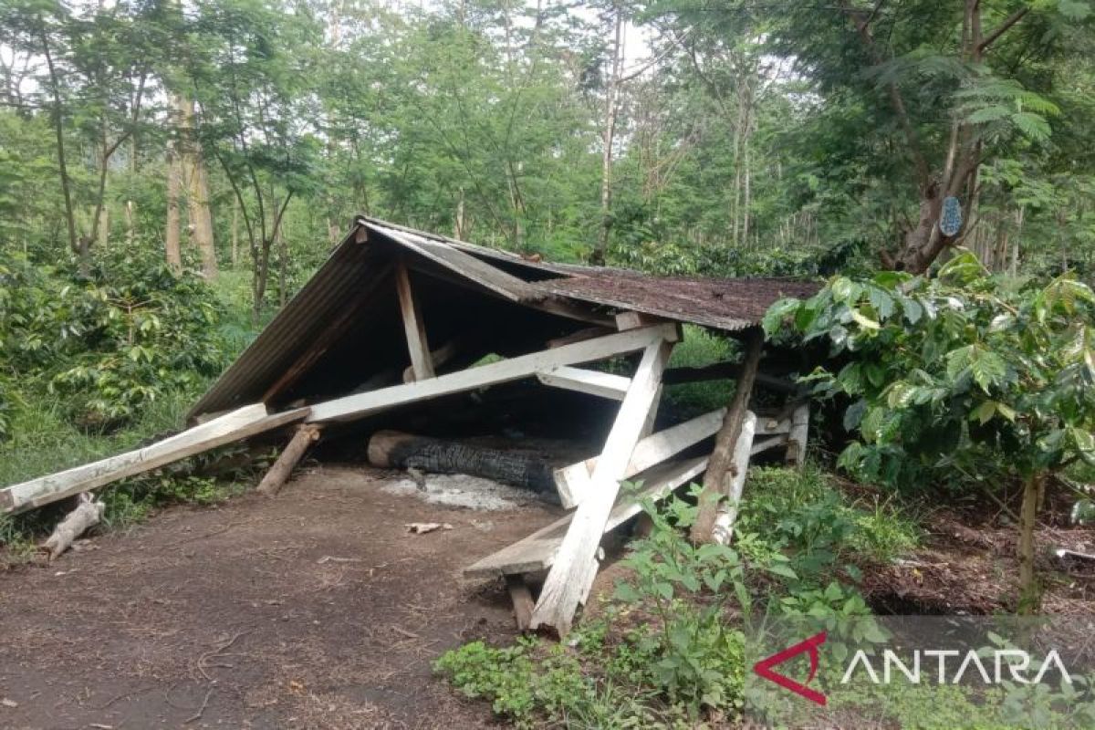 PTPN serahkan kasus perusakan tanaman kopi ke APH Bondowoso