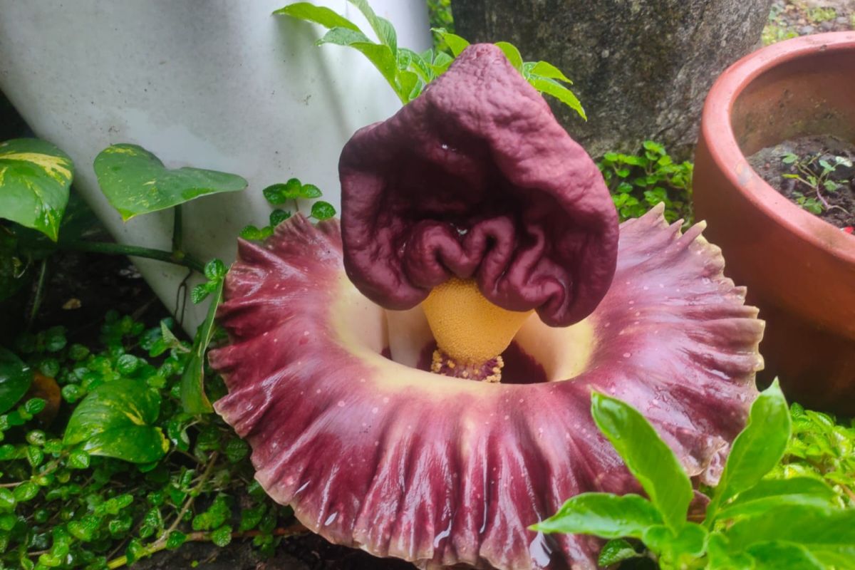 Warga Mataram dihebohkan kemunculan bunga berbau bangkai