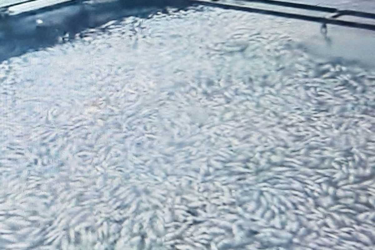 Ikan Danau Maninjau mati capai delapan ton dampak hujan-angin kencang