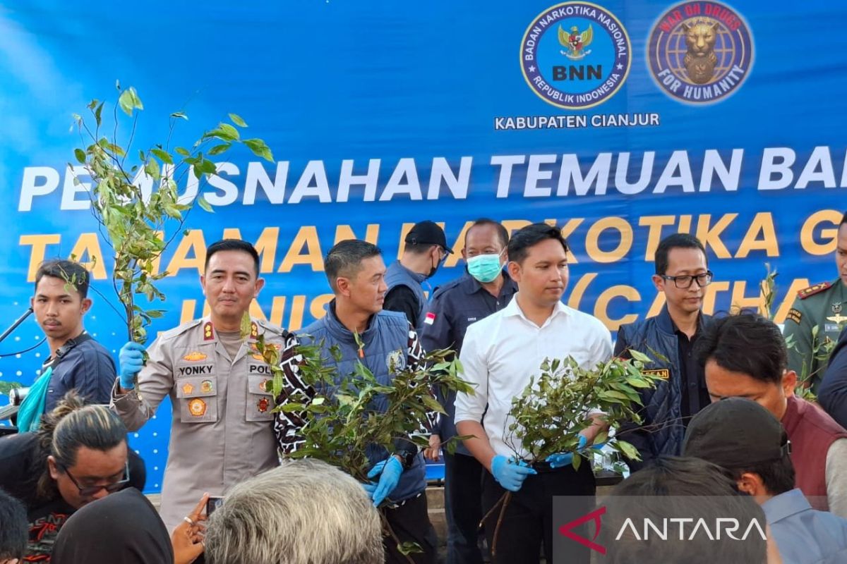 BNNK Cianjur musnahkan 75 batang tanaman khat dari Pasirsumbul