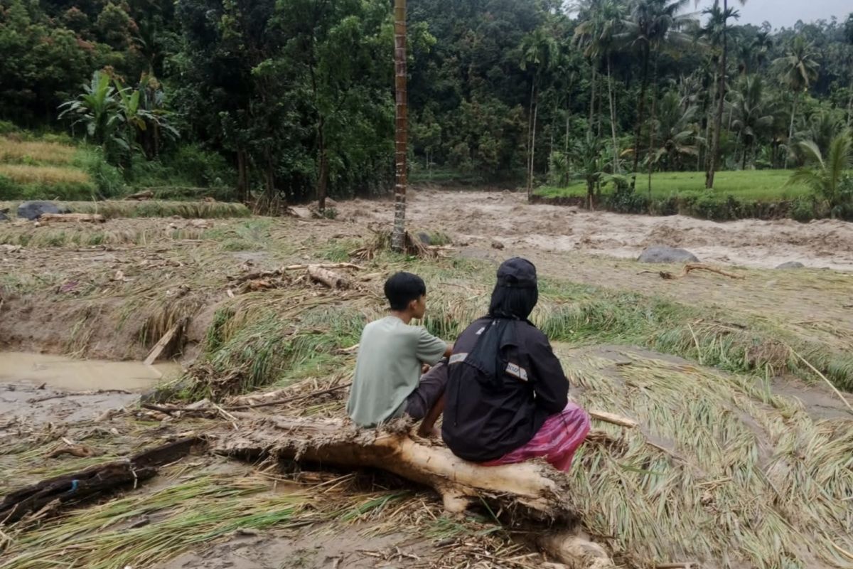 341 hektare sawah di Padang Pariaman terdampak bencana
