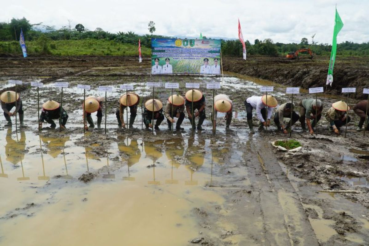 Bengkayang tanam perdana sawah cetak baru di Kecamatan Seluas