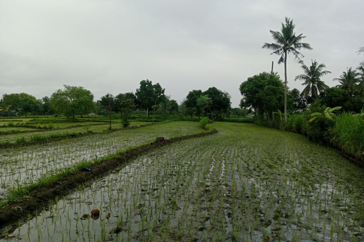 Target luas tanam padi 2025 Lombok Tengah terlampaui