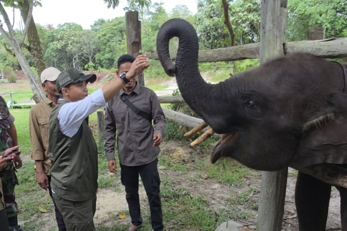 Menhut berterima kasih ke warganet dukung restorasi TN Tesso Nilo