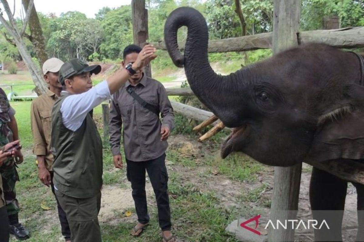 Menhut kejar restorasi 31 ribu ha kawasan konservasi TN Tesso Nilo
