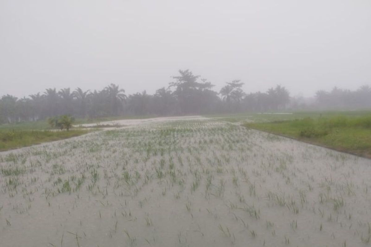 Seluas 6.259 hektare tanaman padi Langkat terdampak banjir