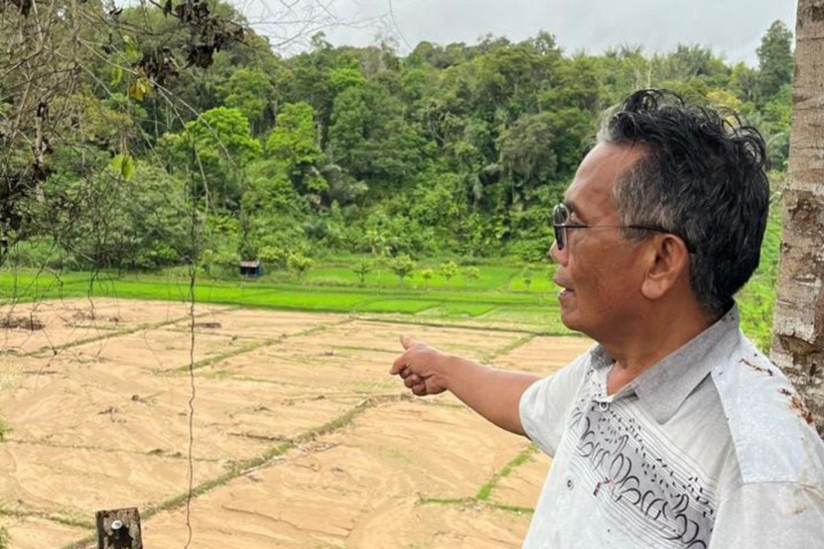 Ratusan hektare areal persawahan terdamoak banjir di Tapanuli Selatan