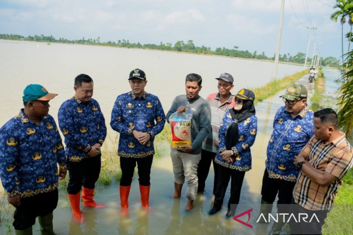 13 ribu hektare persawahan di Serdang Bedagai terdampak banjir