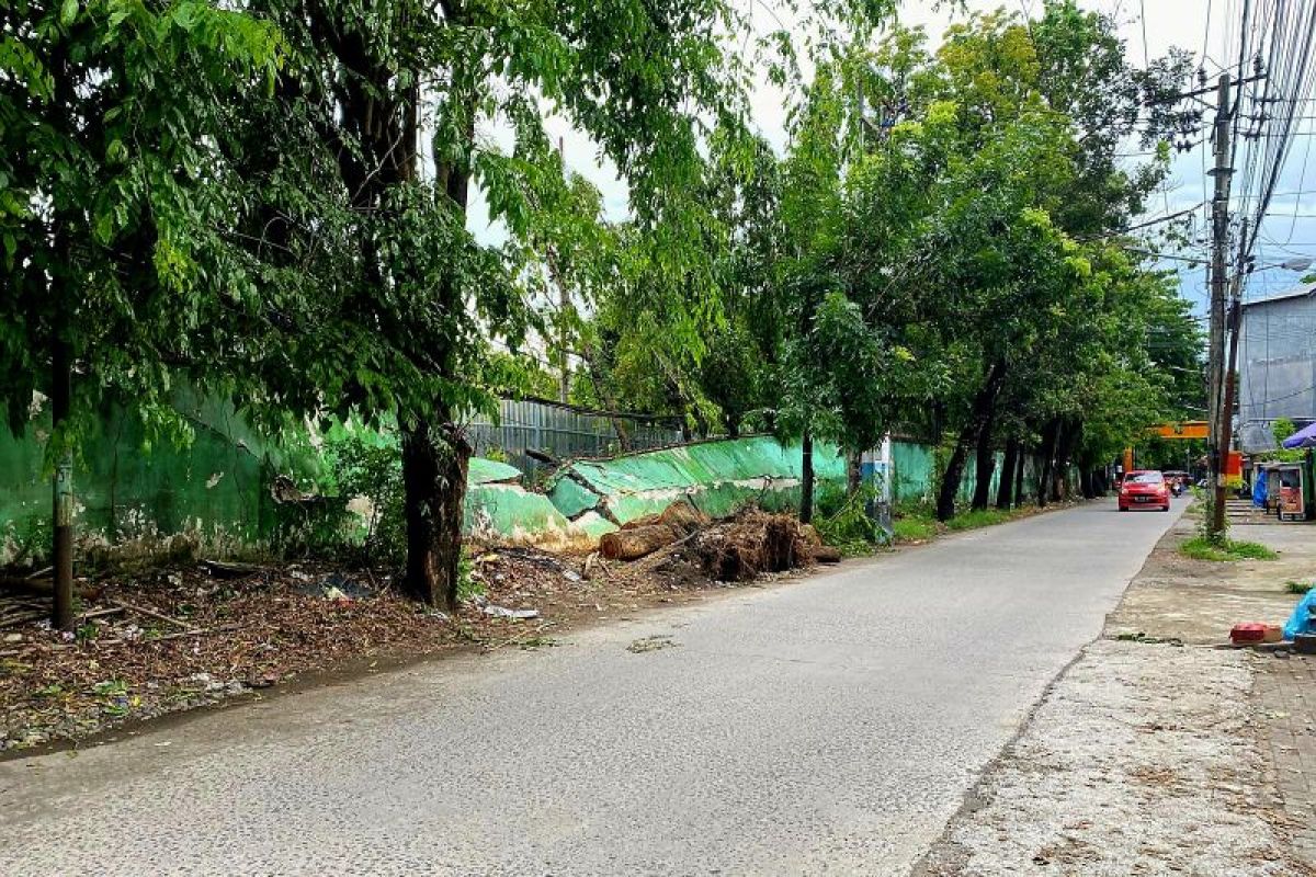 Pohon tumbang di Jalan Alauddin Makassar, warga desak DLH periksa pohon