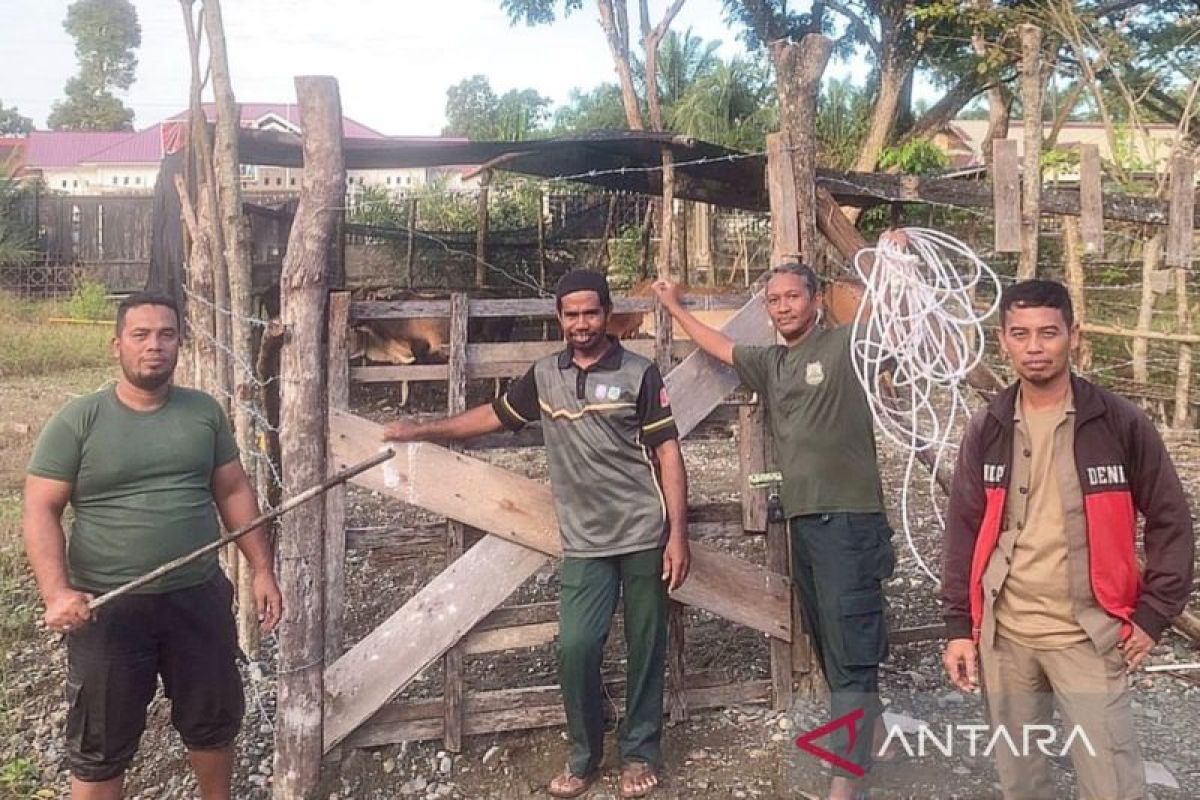 Pemkab Nagan Raya tangkap ternak berkeliaran di kompleks perkantoran pemerintah