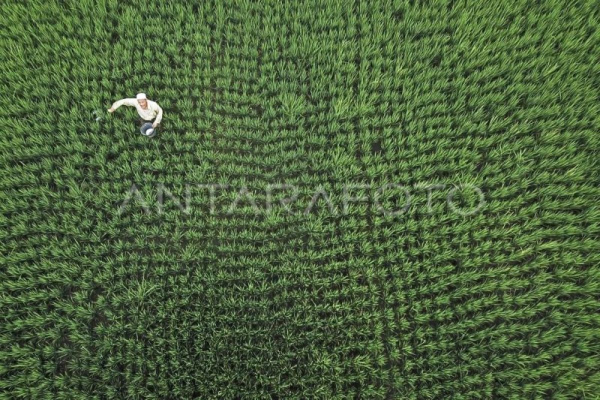 Jejak efisiensi pupuk di lumbung jagung