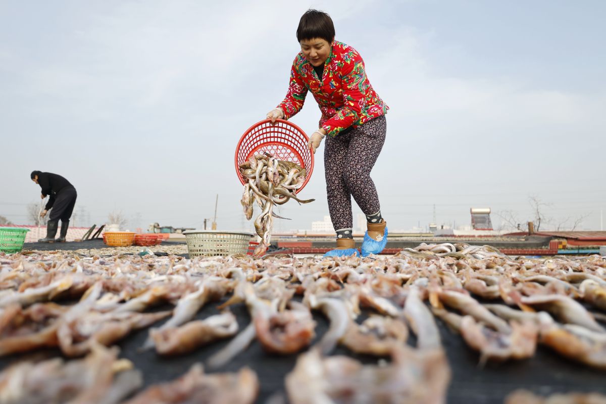 Menengok kesibukan nelayan mengolah dan mengeringkan hasil laut di Kota Tangshan, China Utara