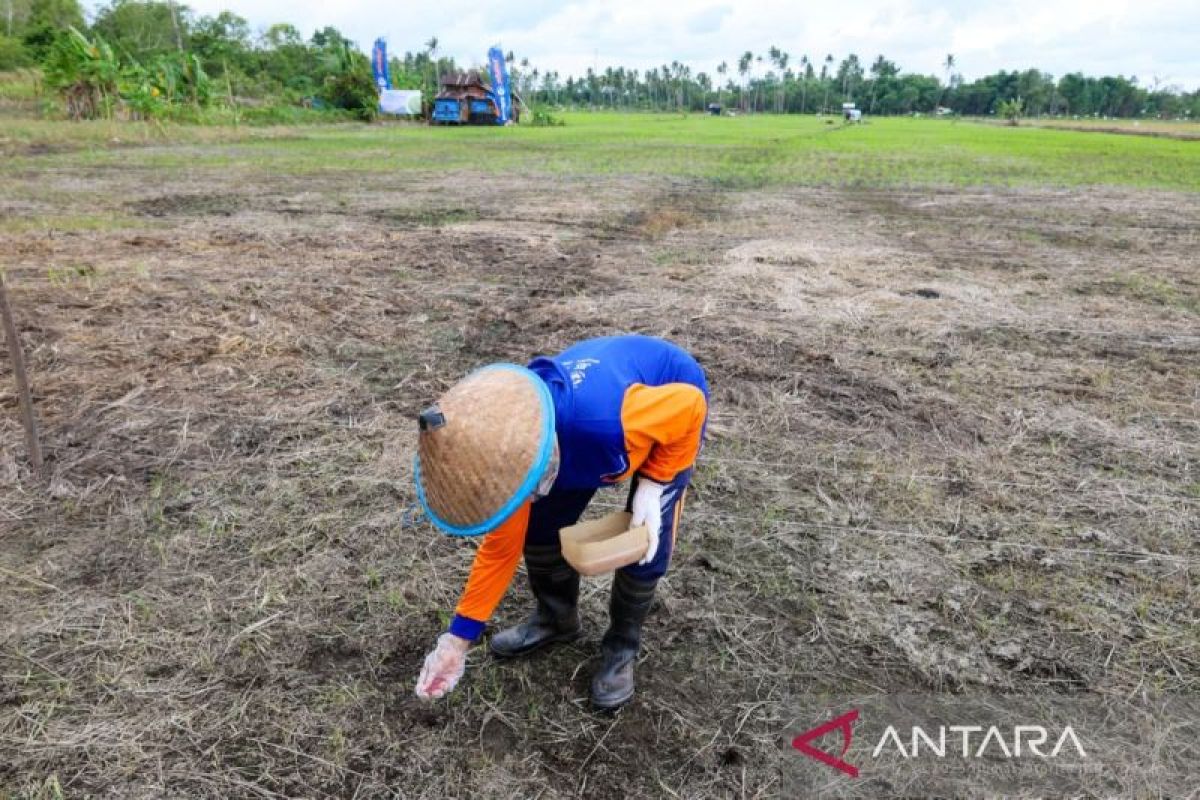 Otorita kembangkan padi gogo perkuat ketahanan pangan IKN