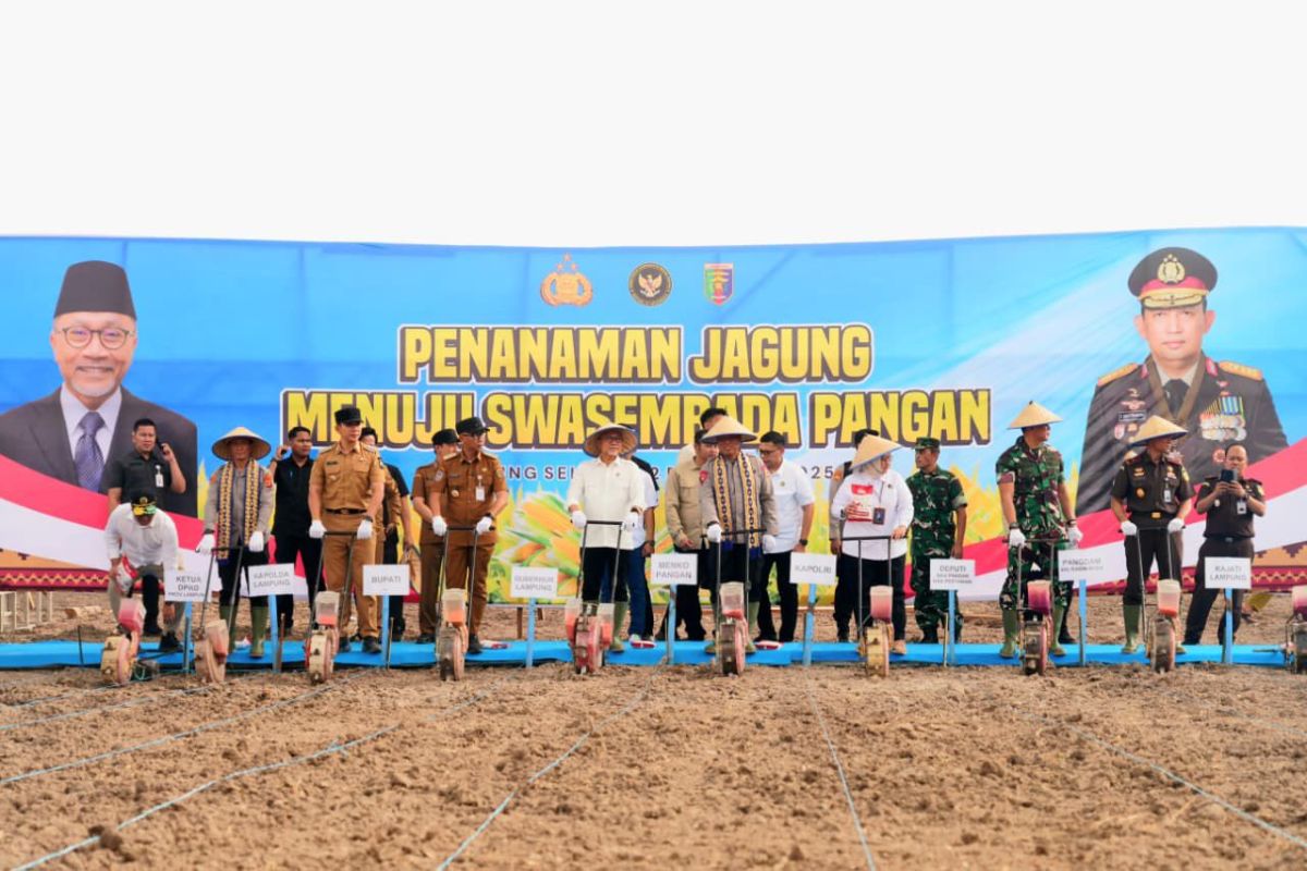 Penanaman jagung di Lampung Selatan untuk perkuat ketahanan pangan
