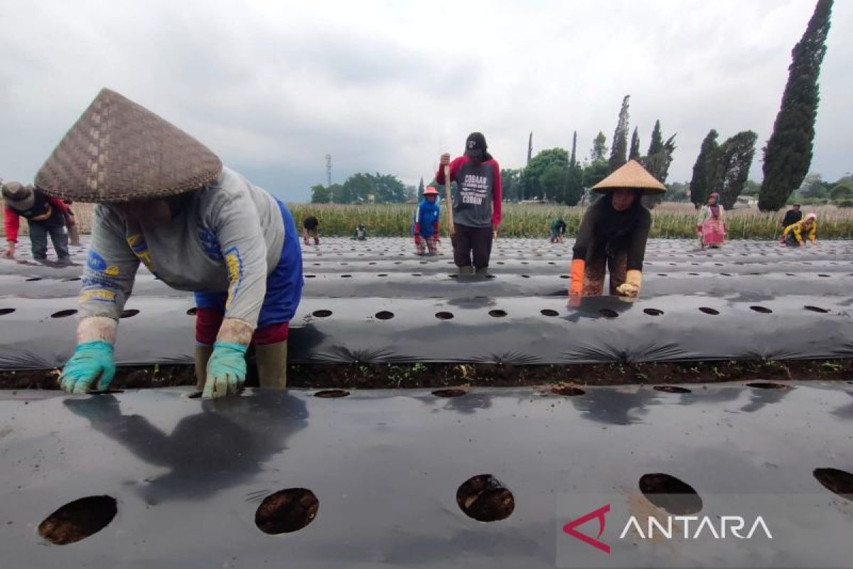 Petani Jabar genjot produksi kentang industri adopsi metode Thailand