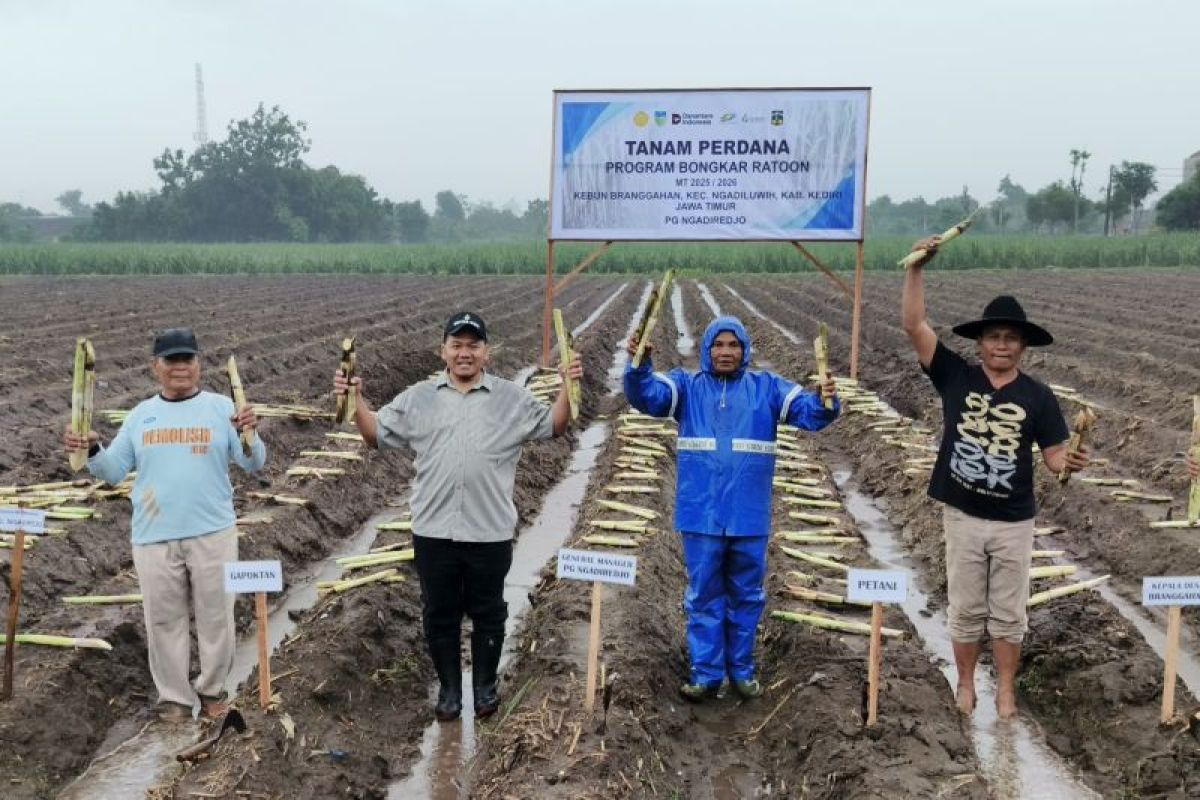 PG Ngadirejo tanam tebu bongkar ratoon seluas 12.500 ha