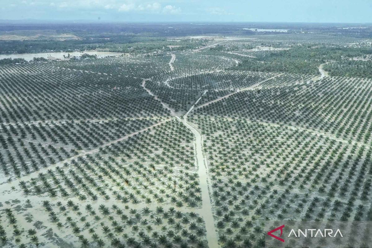 Pakar IPB: Tata kelola berkelanjutan minimalkan risiko kebun sawit