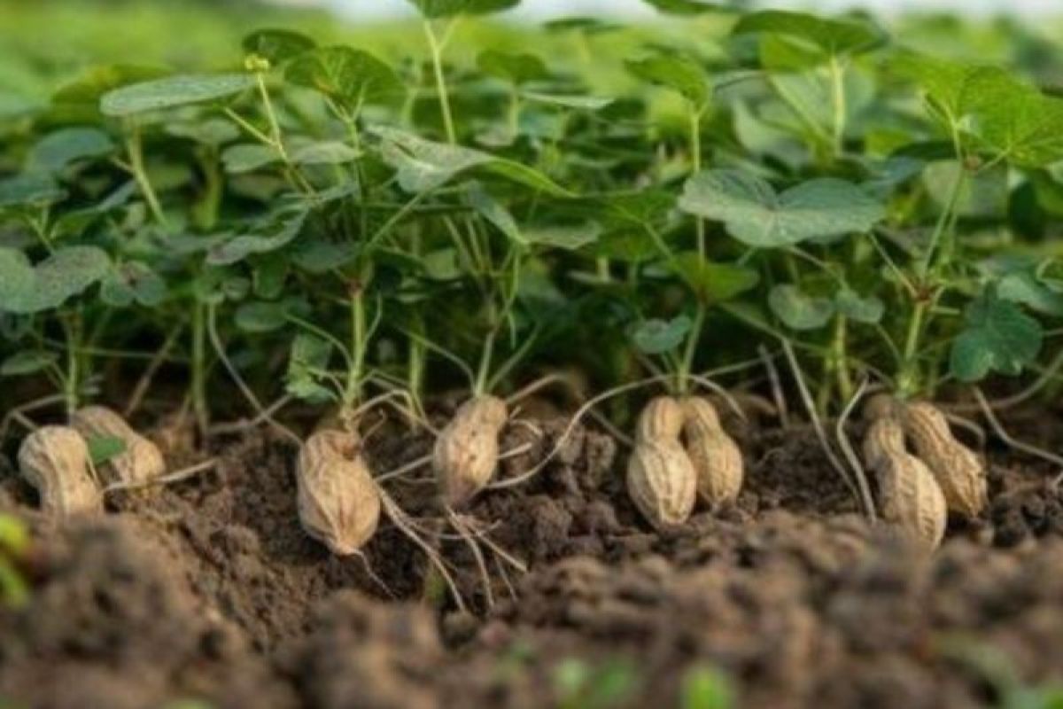 Kemenkum Malut sebut Kacang Pandanga Morotai masuk kekayaan intelektual komunal