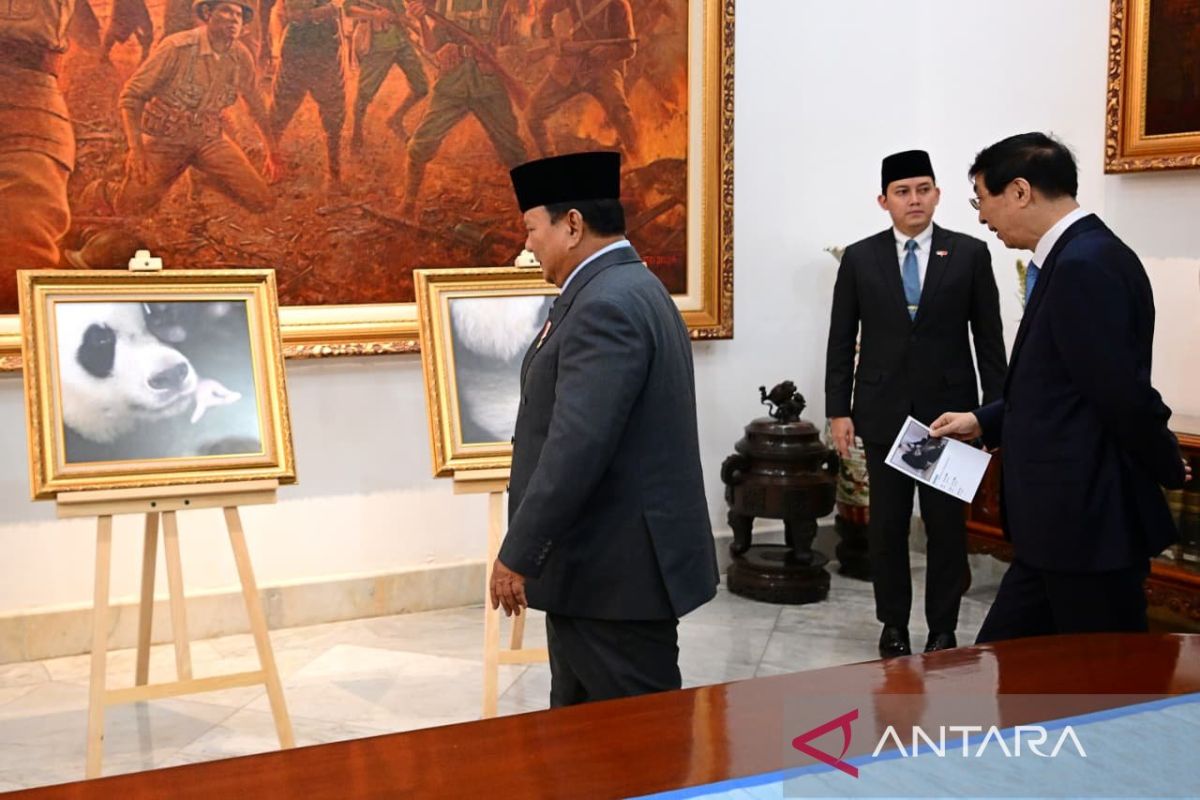 Indonesia's first Panda cub becomes symbol of China ties