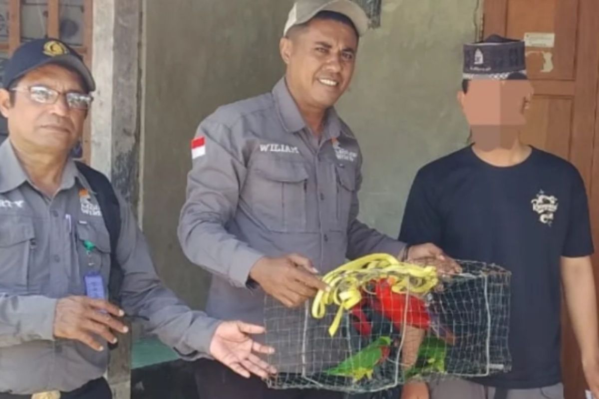 BKSDA Maluku amankan empat ekor satwa dilindungi dari rumah warga