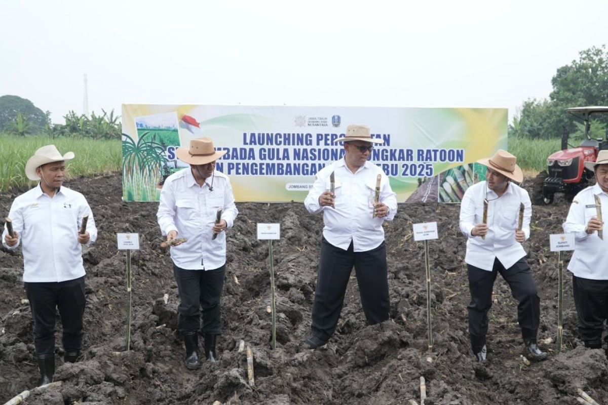 SGN percepat swasembada gula lewat bongkar ratoon di Jombang