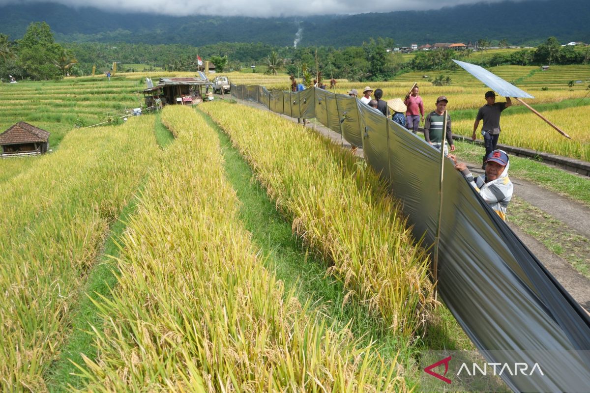 Indonesia Dorong Kerja Sama Ketahanan Pangan dan Energi ASEAN