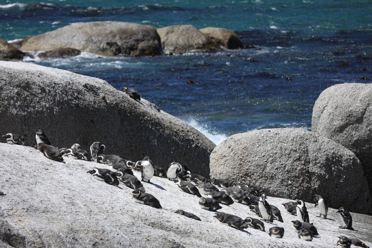 Penguin Afrika hadapi kelaparan massal
