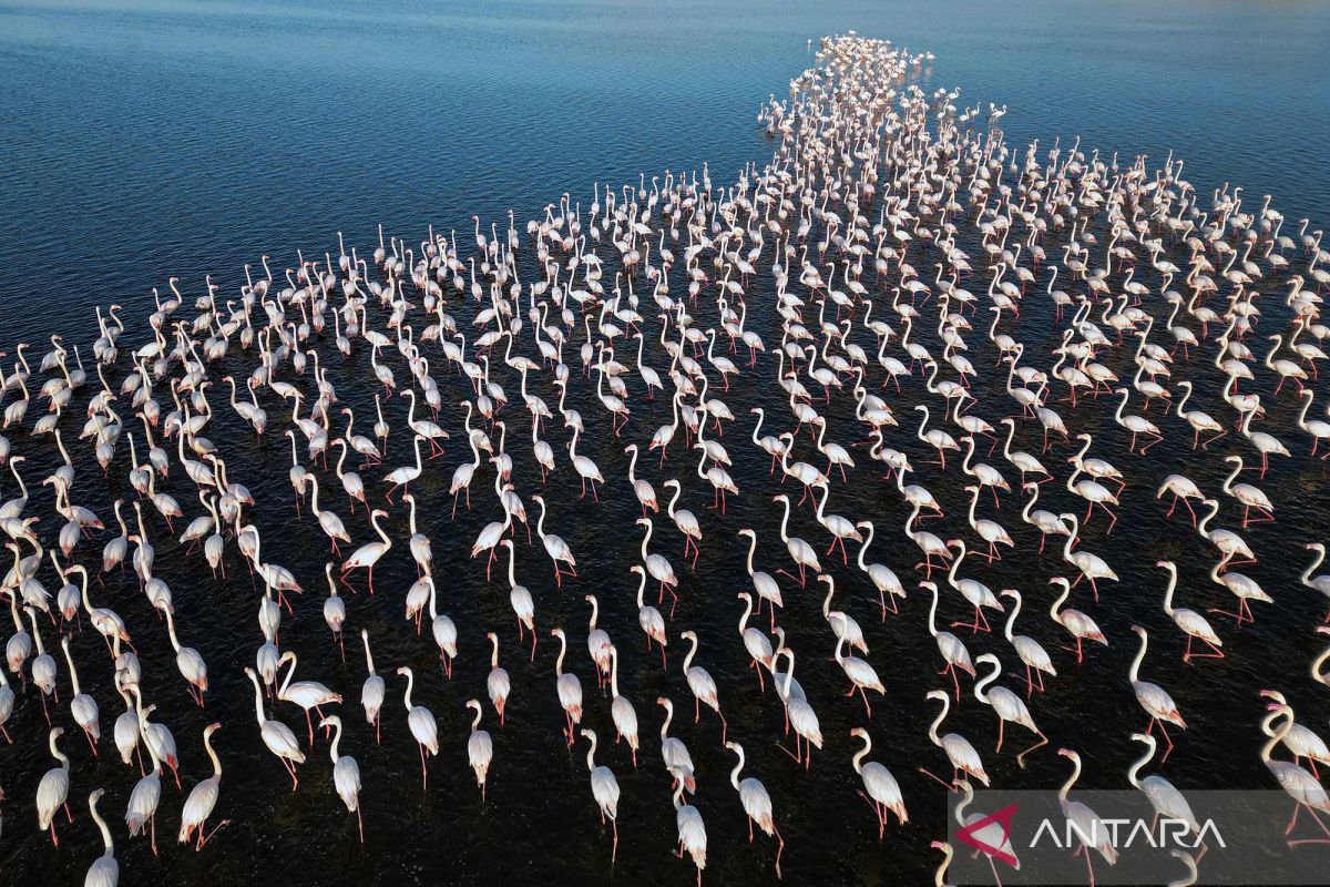 Ribuan flamingo penuhi Danau Qarun Mesir saat migrasi musim dingin