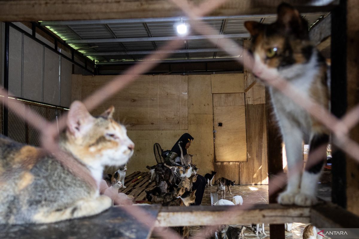 Salmiati si penyelamat kucing di tengah terjangan banjir bandang