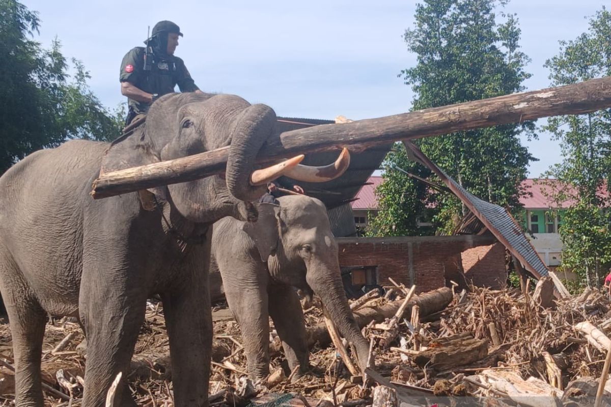 BKSDA kerahkan empat gajah bersihkan puing kayu pasca bencana Aceh