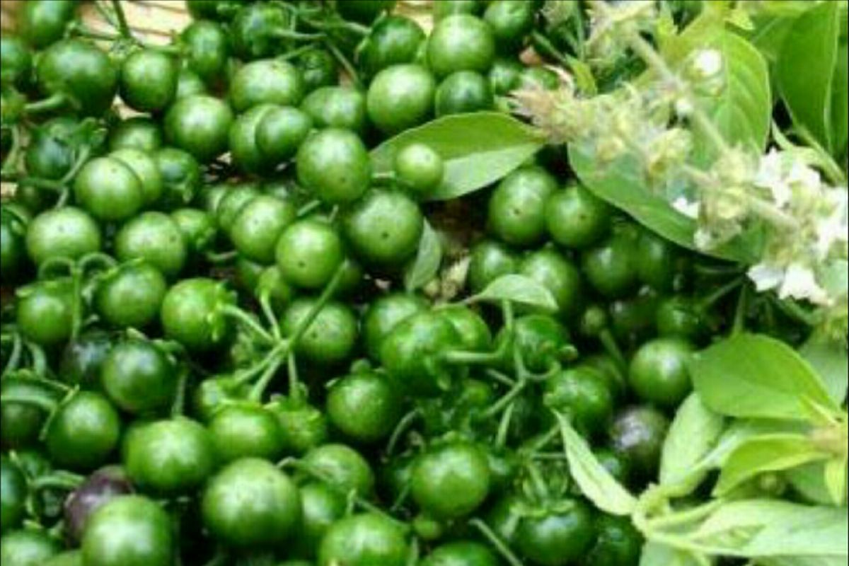 Manfaat tersembunyi leunca untuk kesehatan perempuan