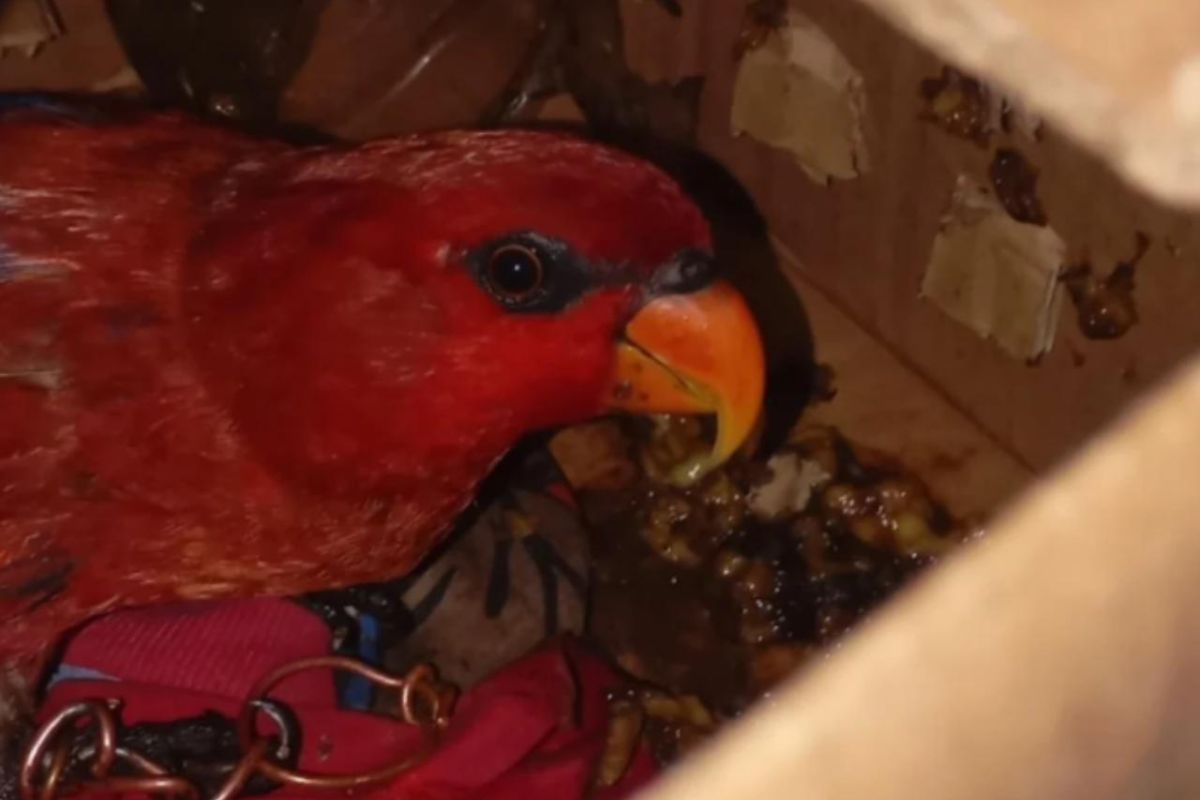 BKSDA Maluku amankan satu karton berisi satwa dilindungi berupa seekor nuri di pelabuhan