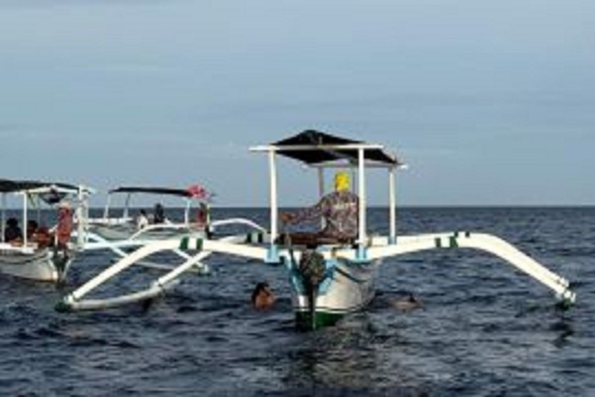 Tips Ampuh Menyaksikan Aksi Lumba-Lumba di Bali Utara