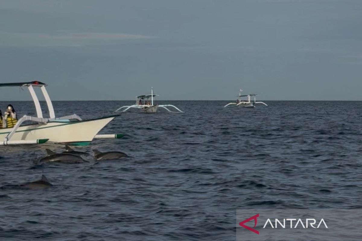 Hal yang perlu dipersiapkan untuk melihat lumba-lumba di laut Bali Utara
