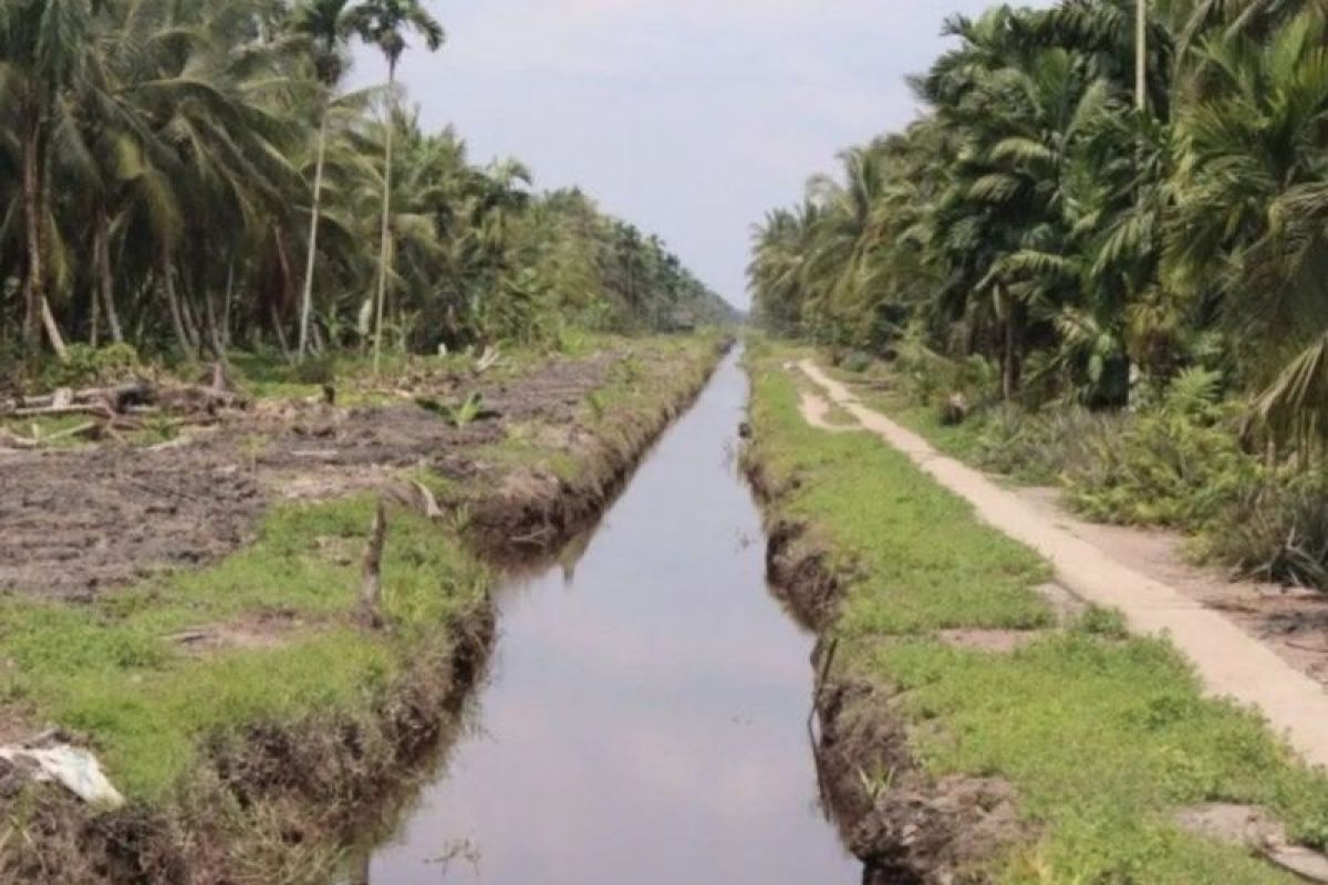 Peremajaan Kelapa, Riau dapat bantuan 600 ribu bibit dari Kementan RI