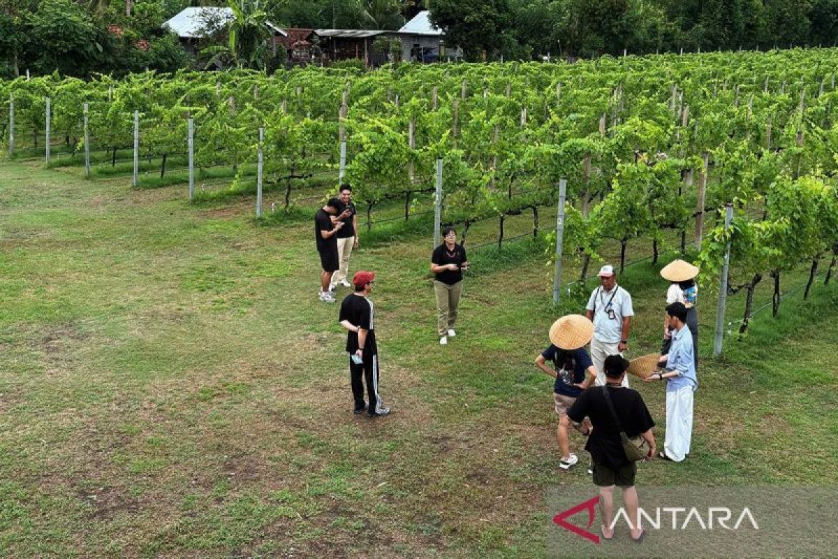 Bali Utara miliki perkebunan anggur yang modern dan rapi