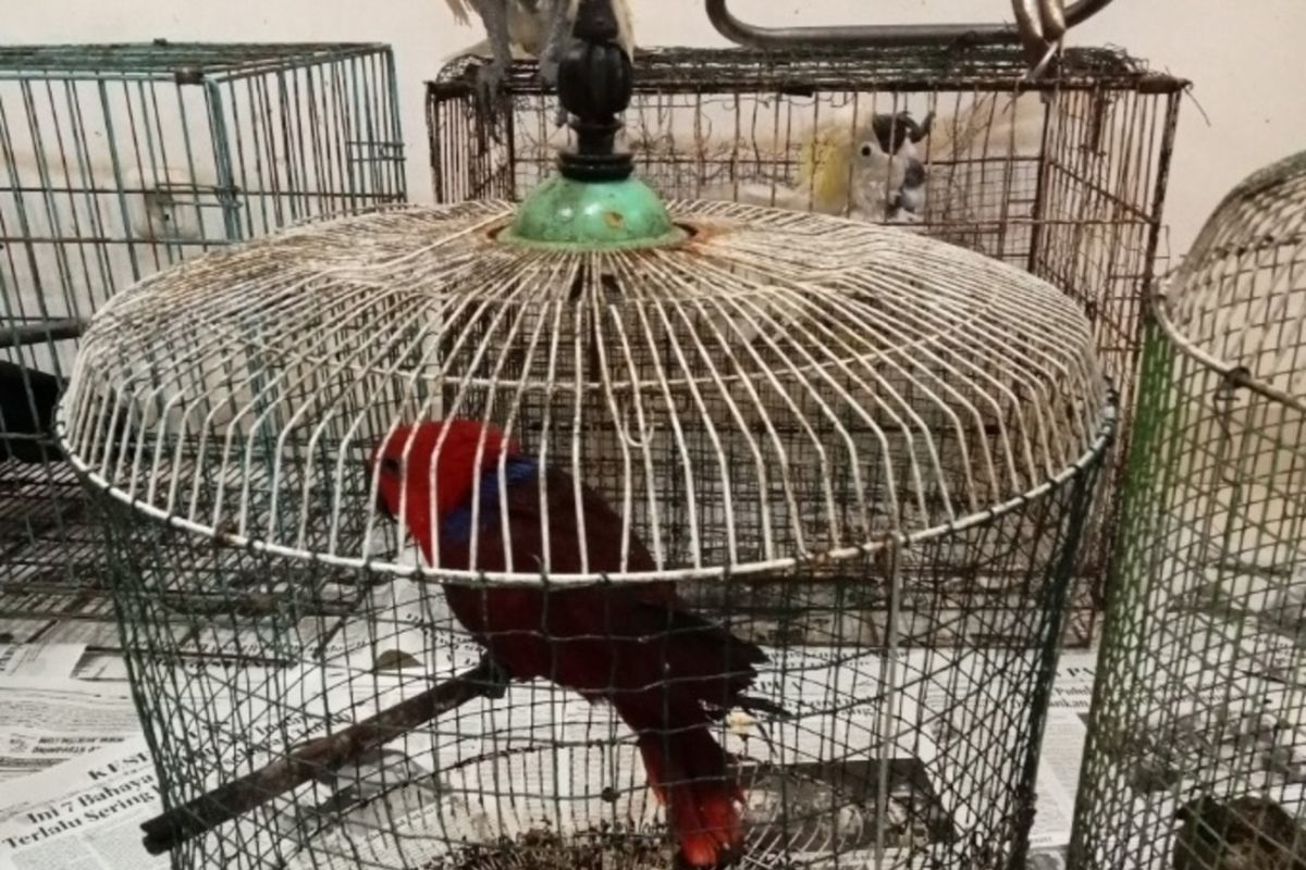 Kemenhut lanjutkan proses hukum penjual burung dilindungi di Papua