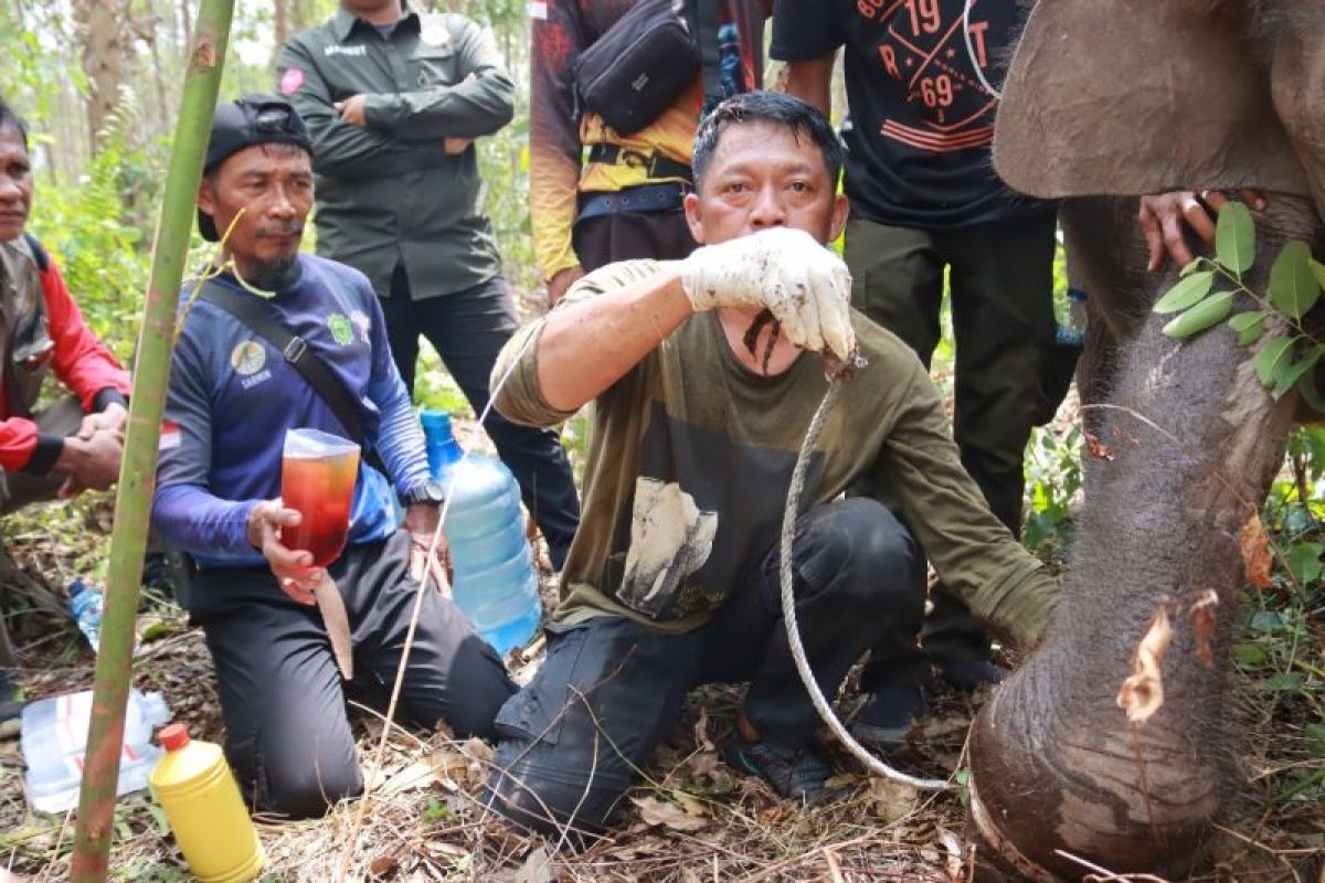 Anak gajah liar terjerat nilon di wilayah konsesi