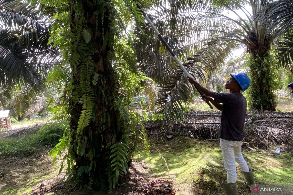 TAPG perkuat pemberdayaan petani sawit lewat skema plasma satu atap