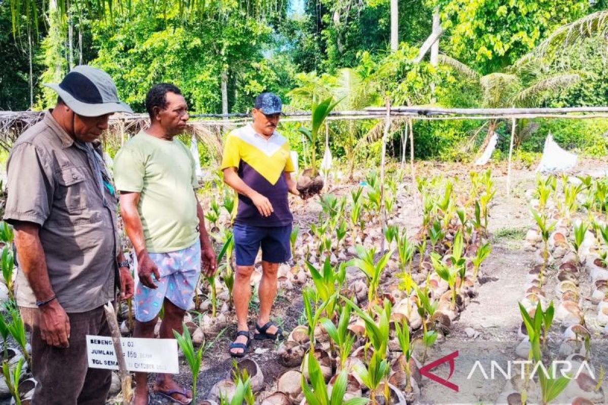 Robert Kardinal: Raja Ampat ditargetkan jadi  lumbung penghasil kopra