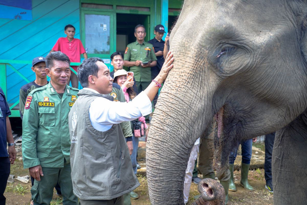 Kemenhut akan bangun koridor hubungkan habitat gajah di Bentang Seblat