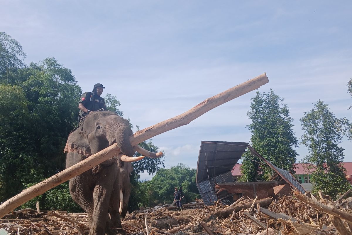 Pemerintah ingatkan kayu bekas banjir bandang tak boleh keluar dari Aceh