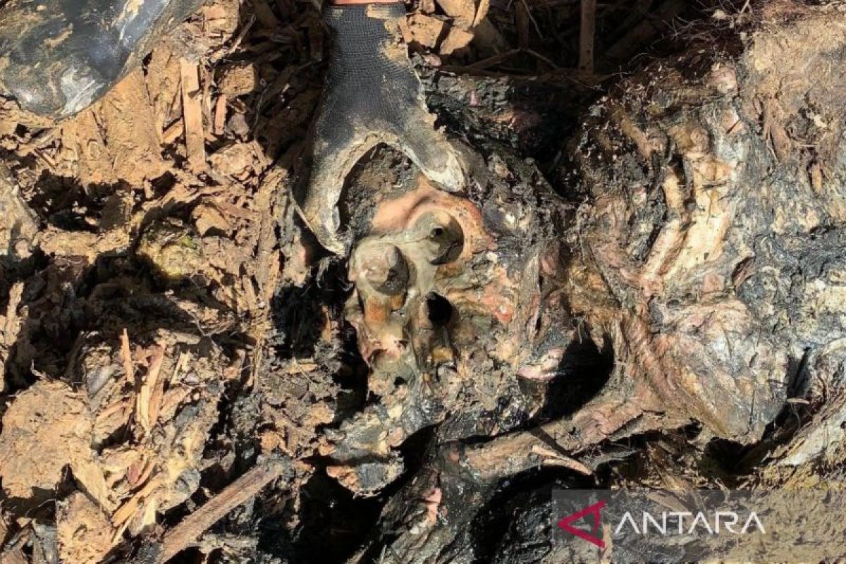 Relawan temukan Orangutan Tapanuli mati saat operasi SAR banjir dan longsor di Tapsel--Tapteng